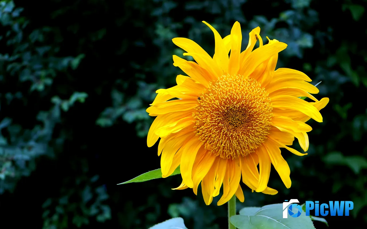 Sunflower Summer Flower Blooming Sunshine <font color=red>Plan</font>t 5K PC Wallpaper