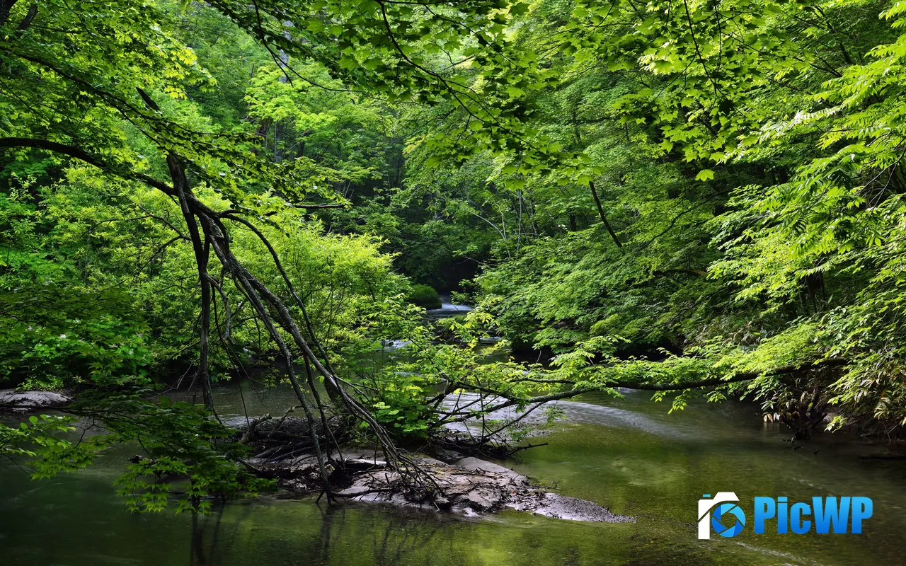 Waiting Spring Green Leaves River Forest Fresh 5K PC Wallpaper