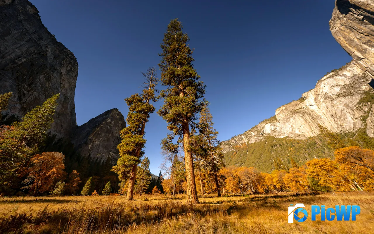 Tall Trees Golden Meadow Rocky Cliffs Yosemite USA 5K PC Wallpaper