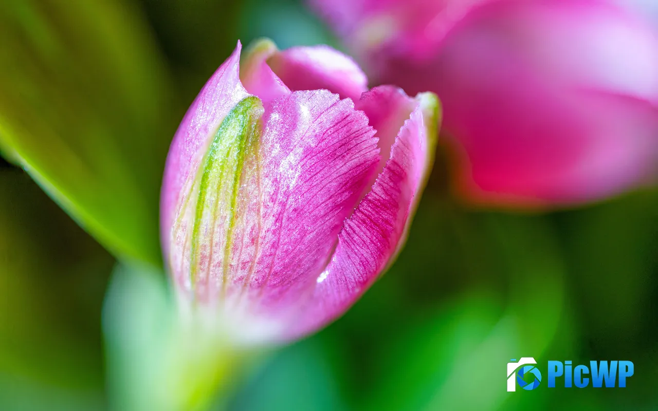 Purple Tulips Green Petal Flowers <font color=red>Plan</font>t Nature 5K PC Wallpaper