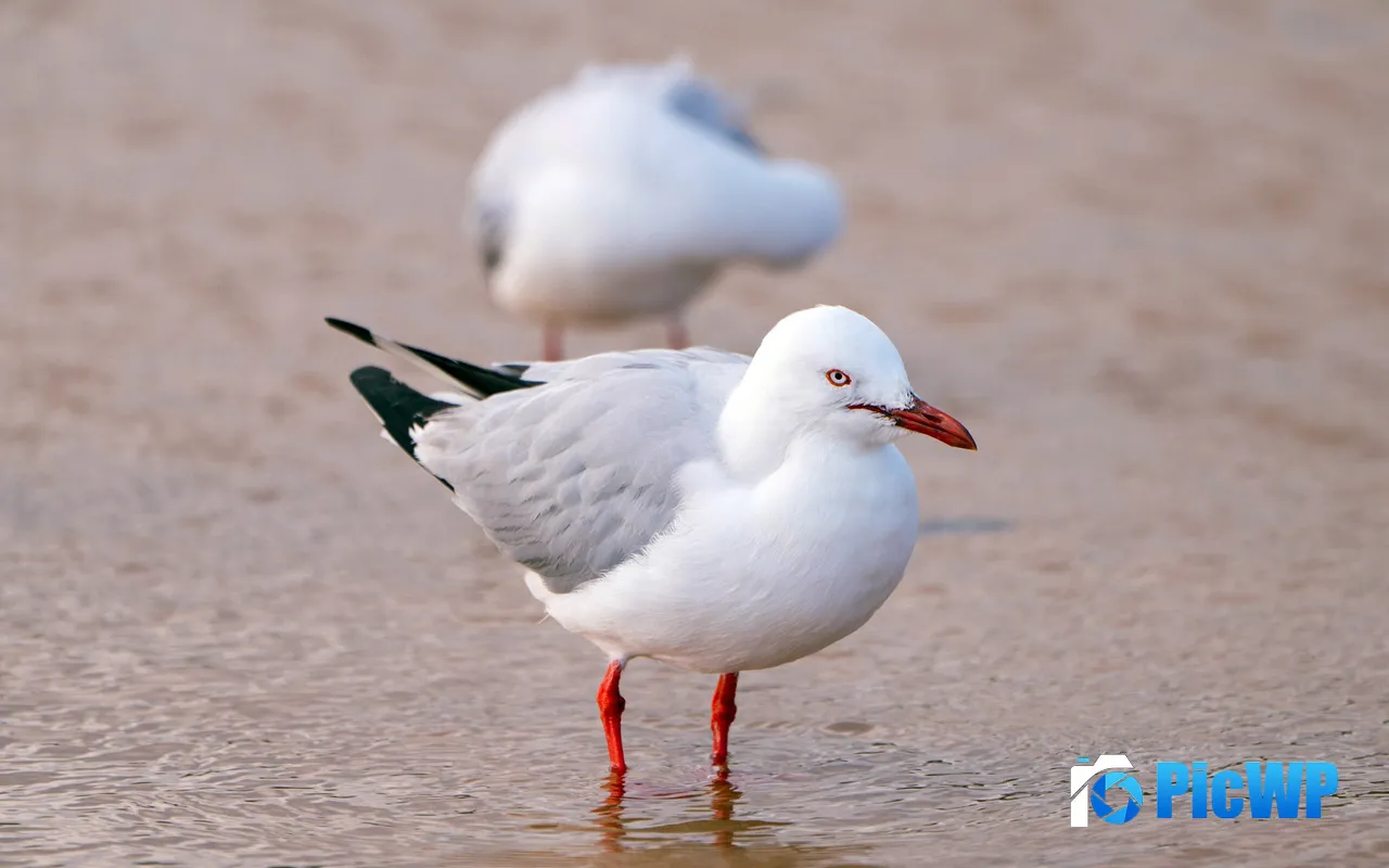 White Seagull Beach Sunset Bird Australia 5K PC Wallpaper