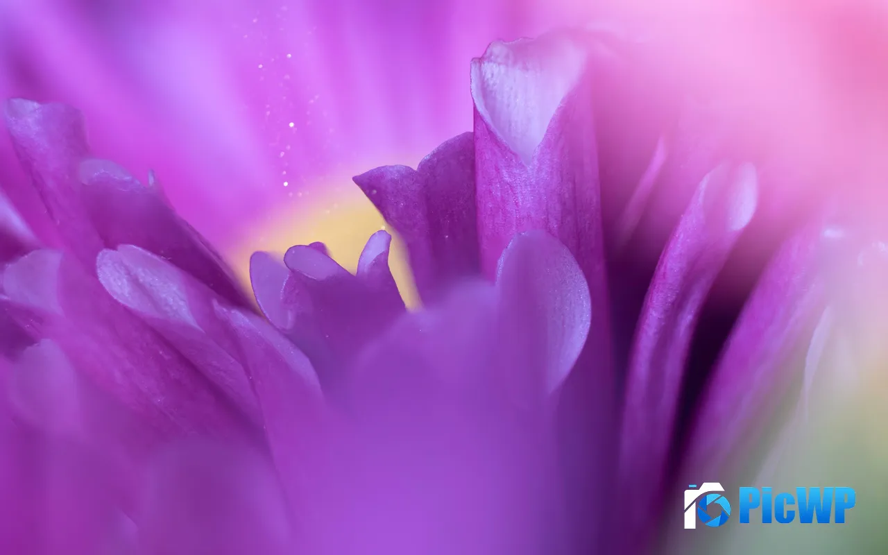 Purple Crocus Petal Flowers <font color=red>Plan</font>t Nature 5K PC Wallpaper