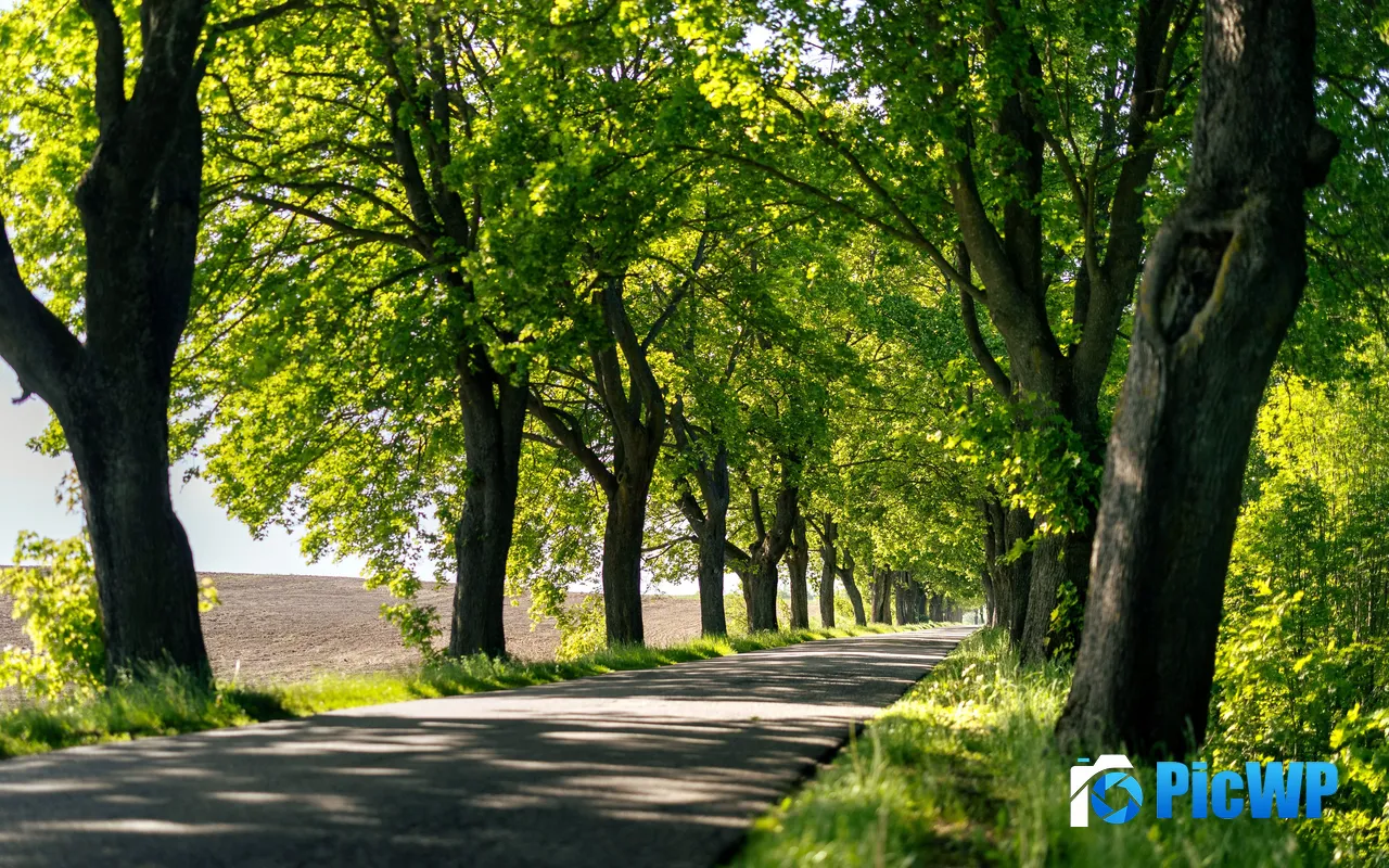 Sunlight Green Tree Lined Avenue Mazury Pol<font color=red>and</font> 5K PC Wallpaper