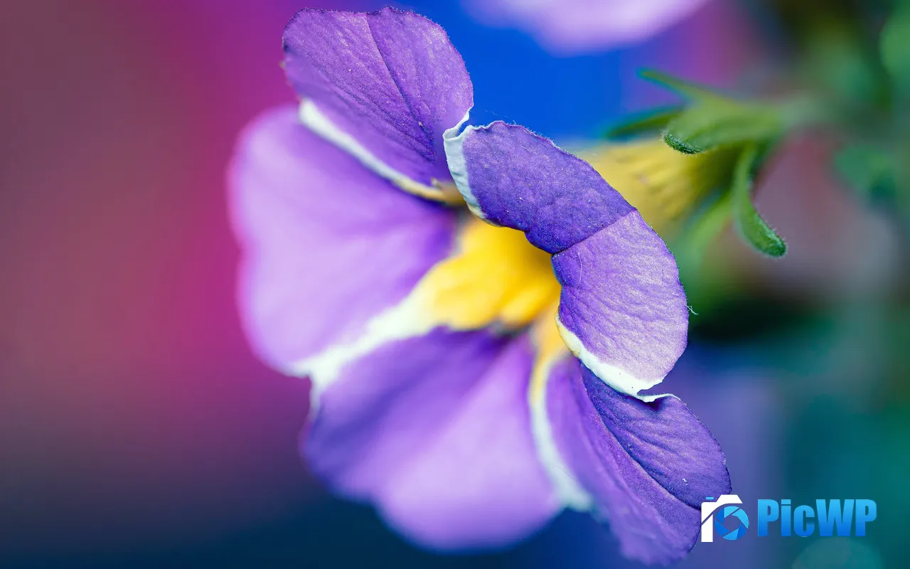 Stamen Bloom Flower Purple Petal <font color=red>Plan</font>t Close Up 5K PC Wallpaper