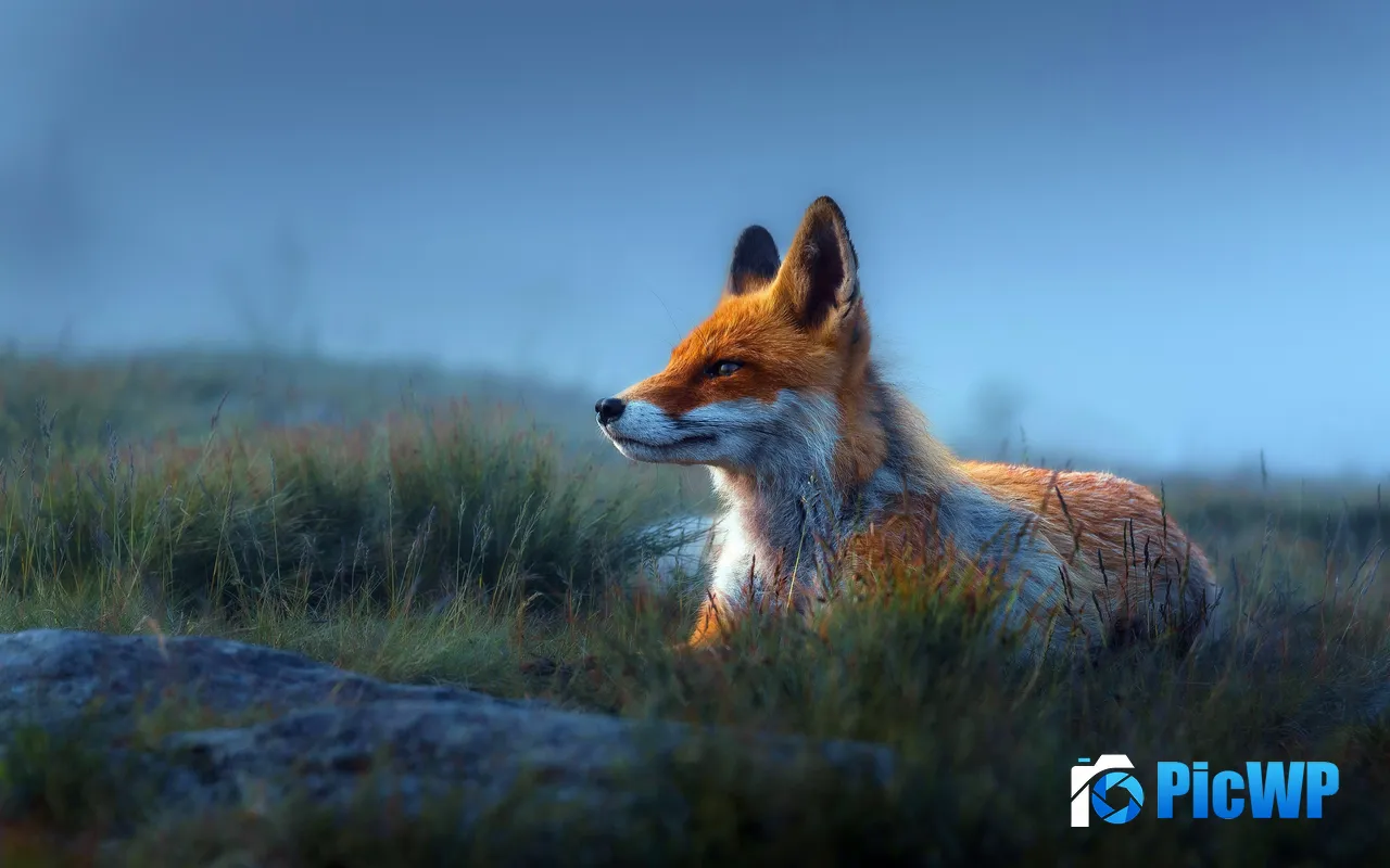 Grassl<font color=red>and</font> Cute Red Fox Nature Wild Animals Dawn 5K PC Wallpaper