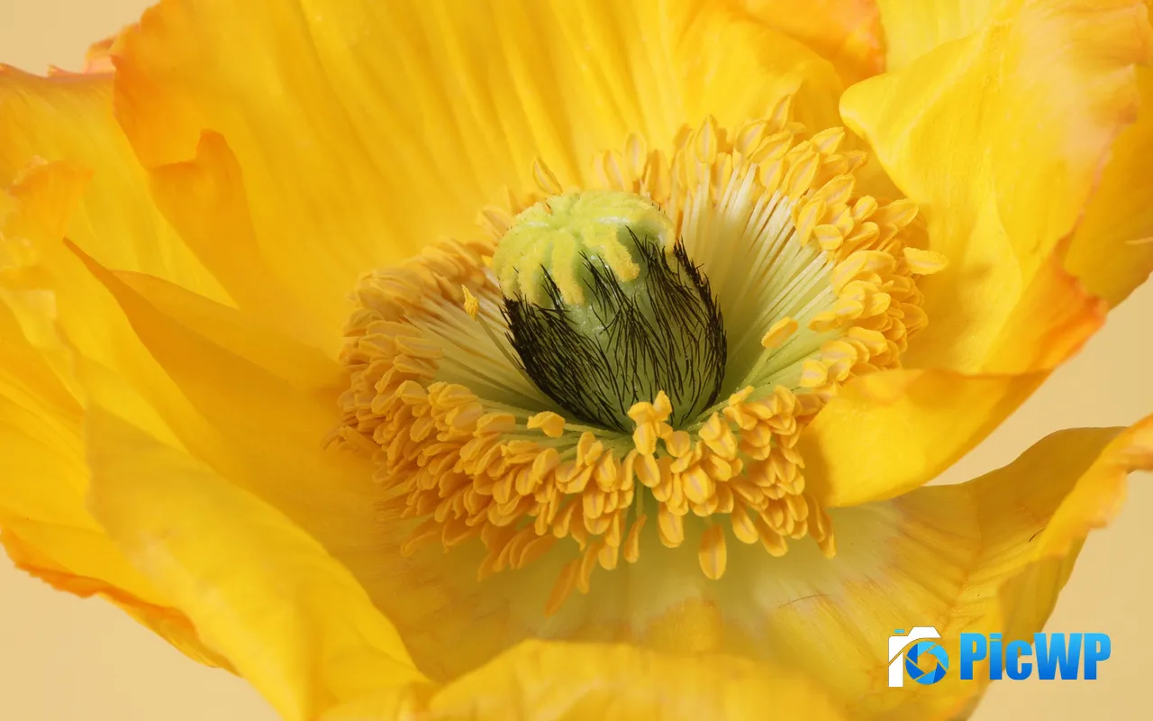 Yellow Poppy Flower Macro <font color=red>Plan</font>t Nature Petals 5K PC Wallpaper