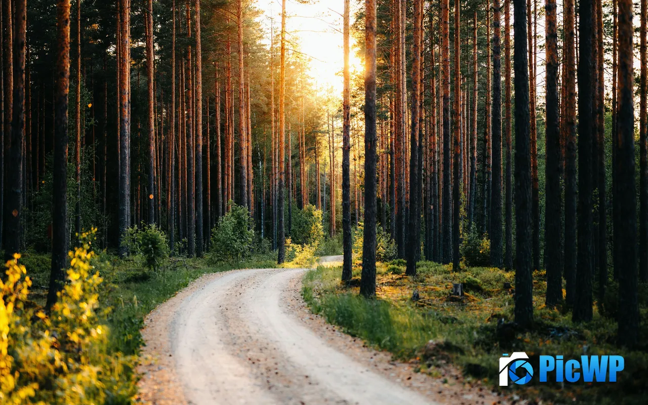 Forest Land Road Autumn Scenery Sunlight Latvia 5K PC Wallpaper