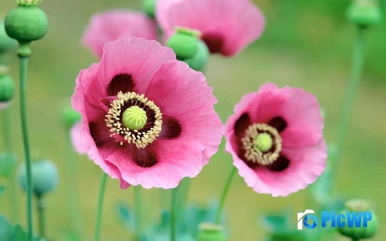 Mac OS X Lion Pink Poppies <font color=red>Plan</font>t Flowers Close Up 5K PC Wallpaper