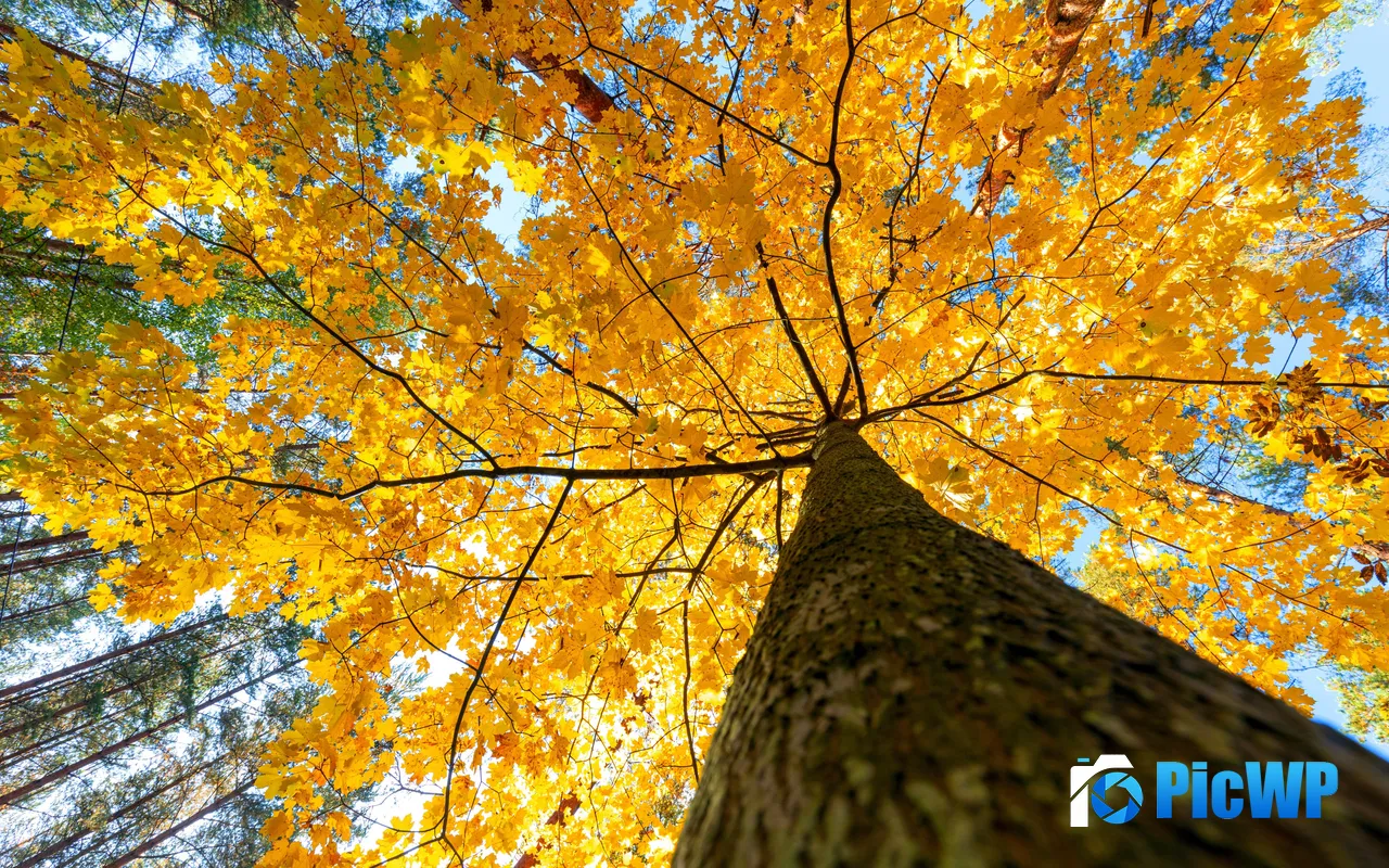 Golden Autumn Leaves Maple trees Sunshine Trunks 5K PC Wallpaper