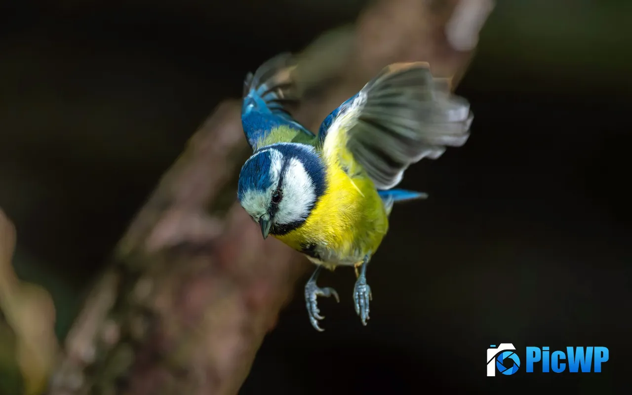 Animal Wildlife Flying Bird Woodl<font color=red>and</font> Blue tit 5K PC Wallpaper