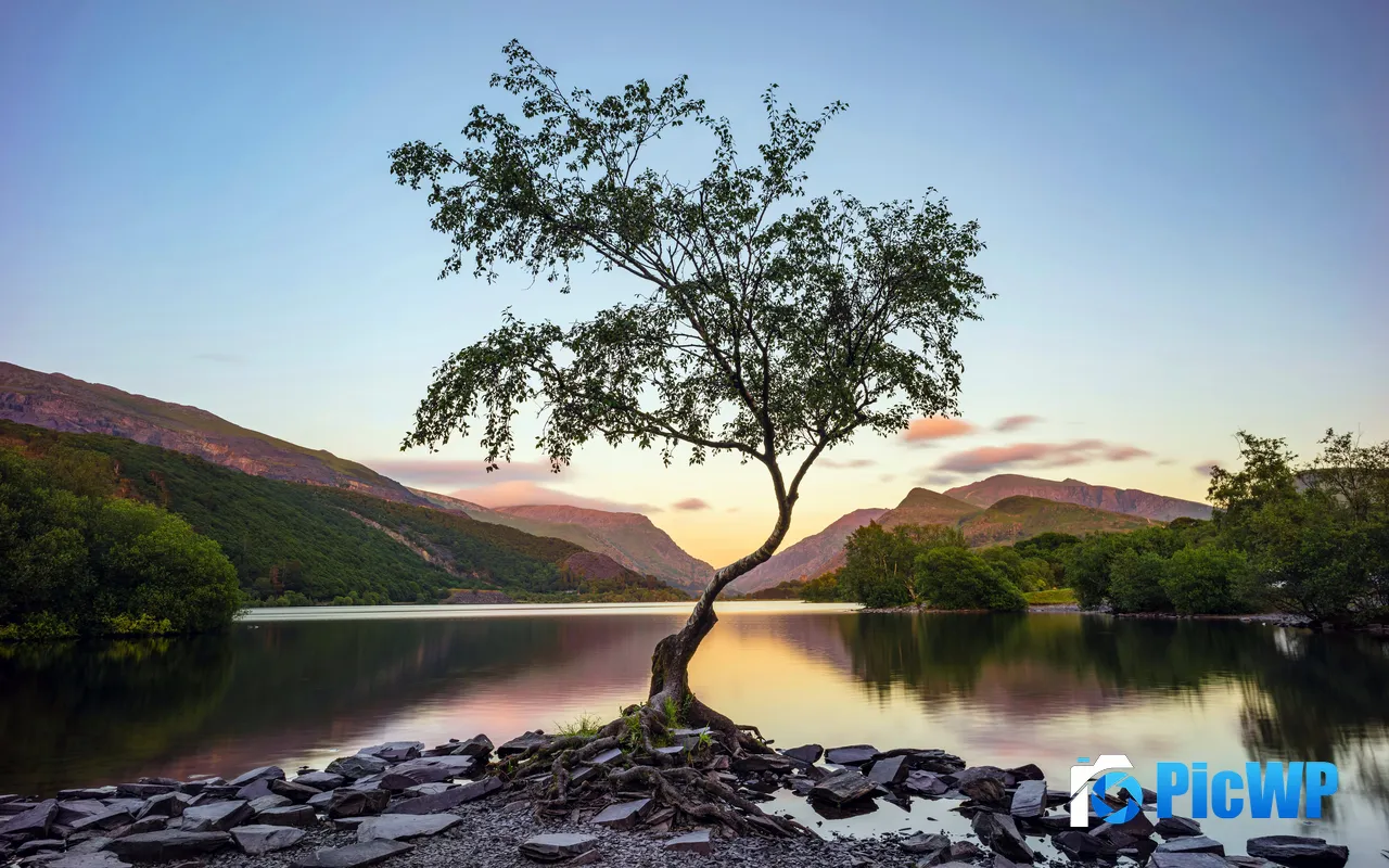 National Forest Park Lake Dusk Mountains Lonely tree 5K PC Wallpaper