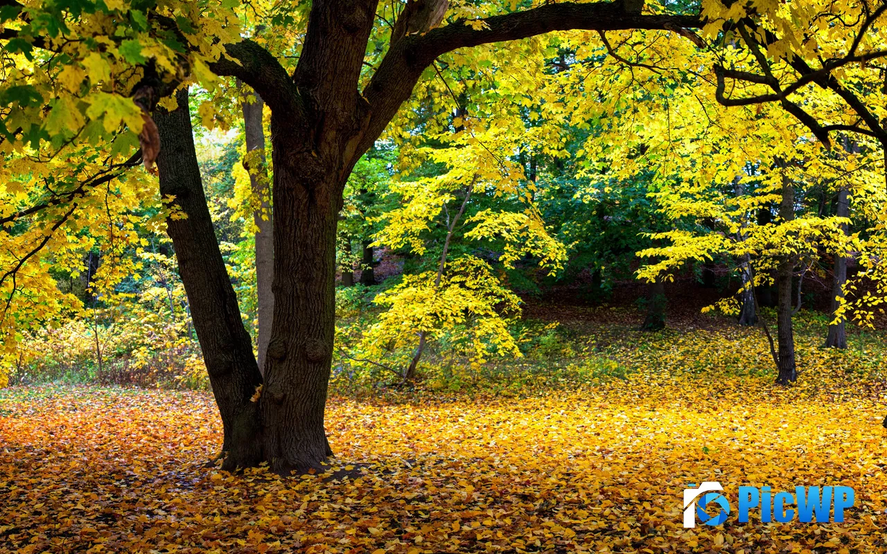 2025 Jungle Park Yellow Tree Autumn Nature Foliage 5K PC Wallpaper