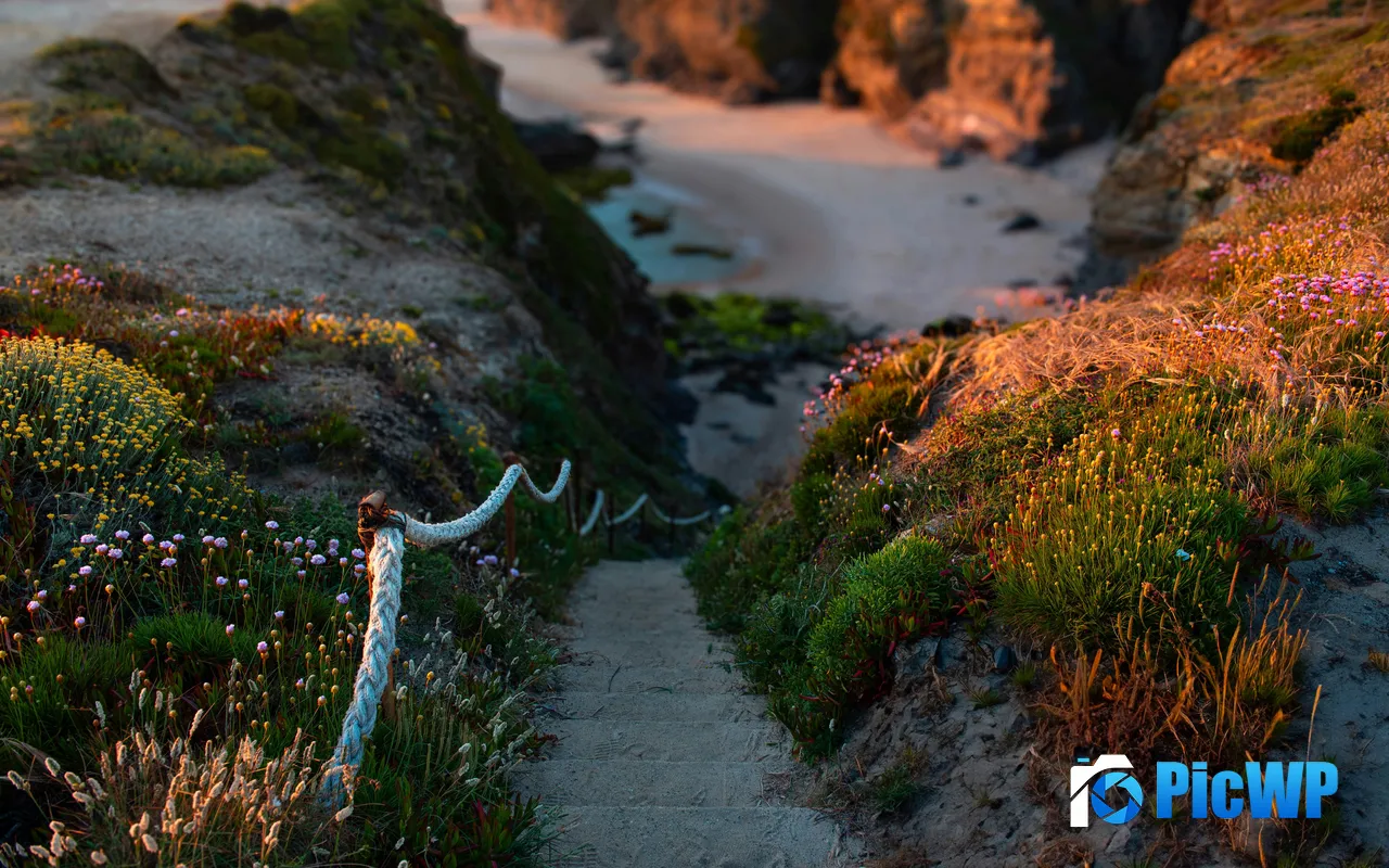 Wildflowers Trails Coast Beach Sunset Portugal 5K PC Wallpaper
