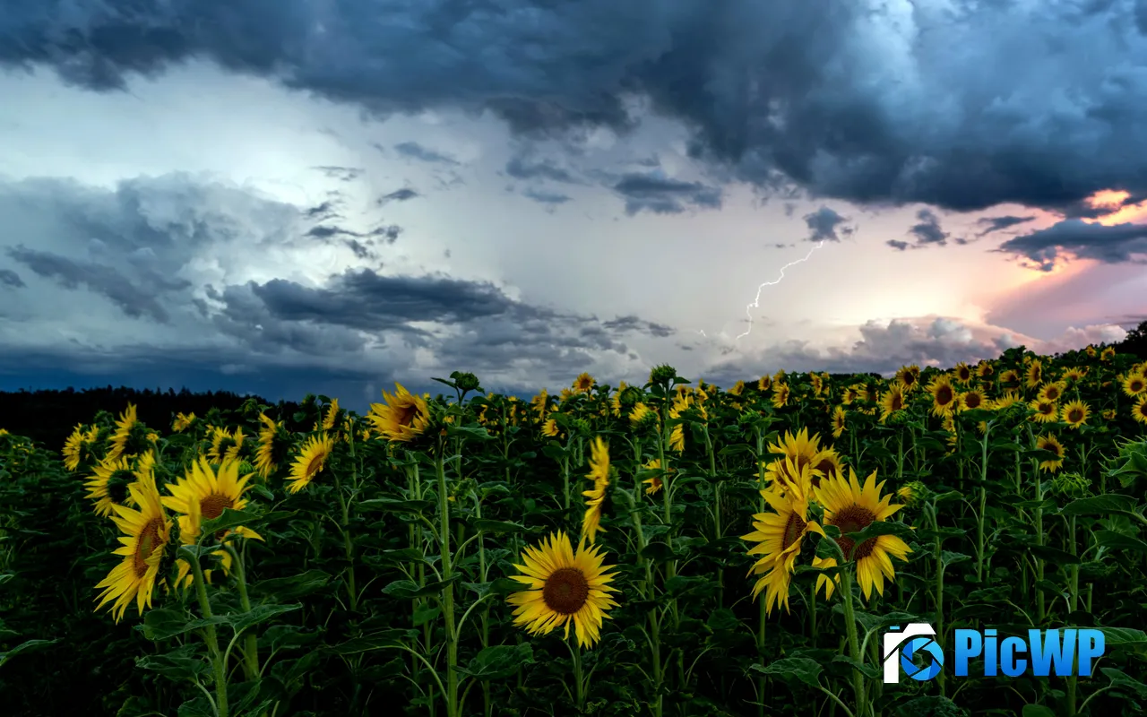 Sunflower Summer Lightning Storm Schweizerland 5K PC Wallpaper