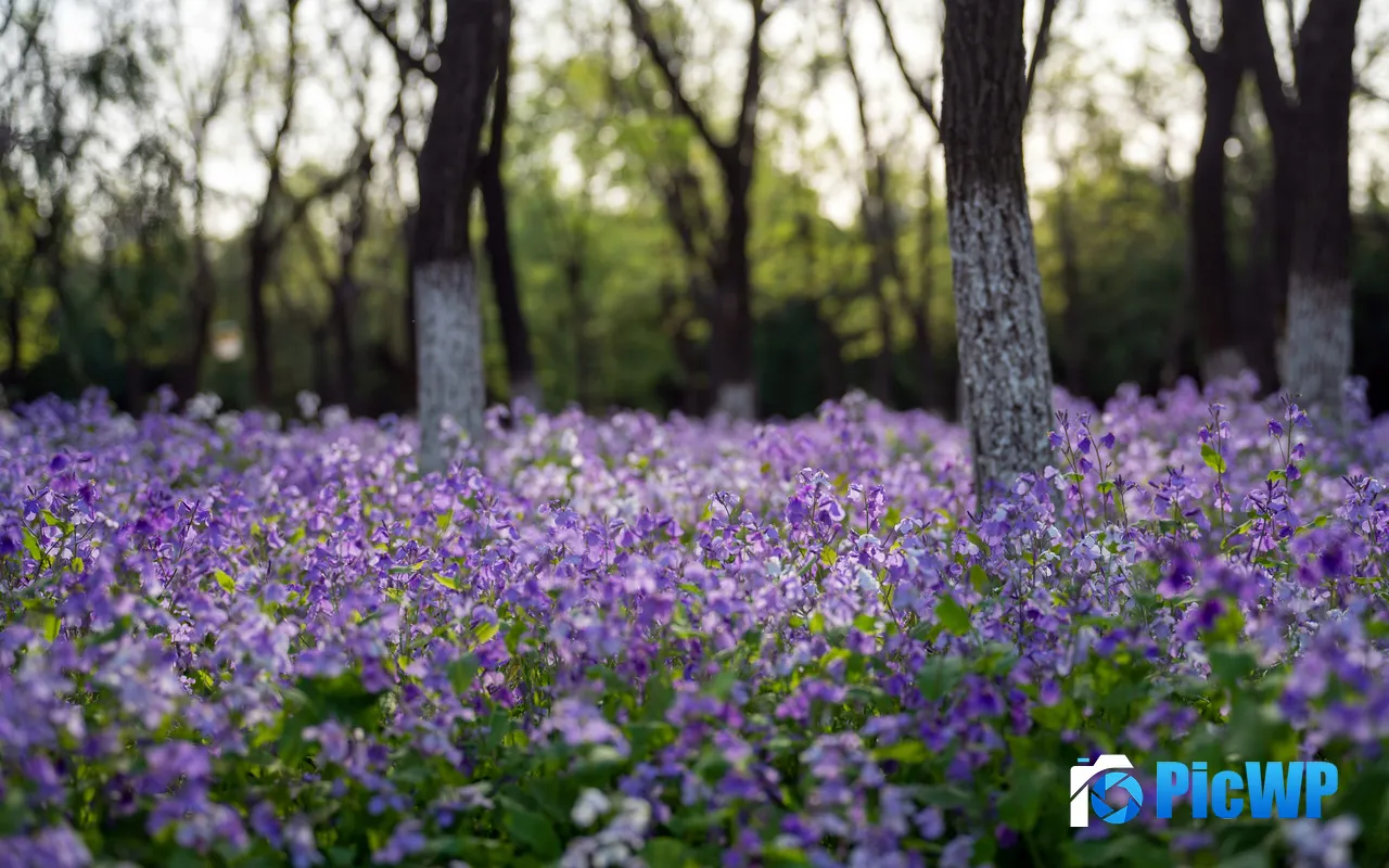 Purple Valley Eden Iris Plants Garden Beijing China 5K PC Wallpaper
