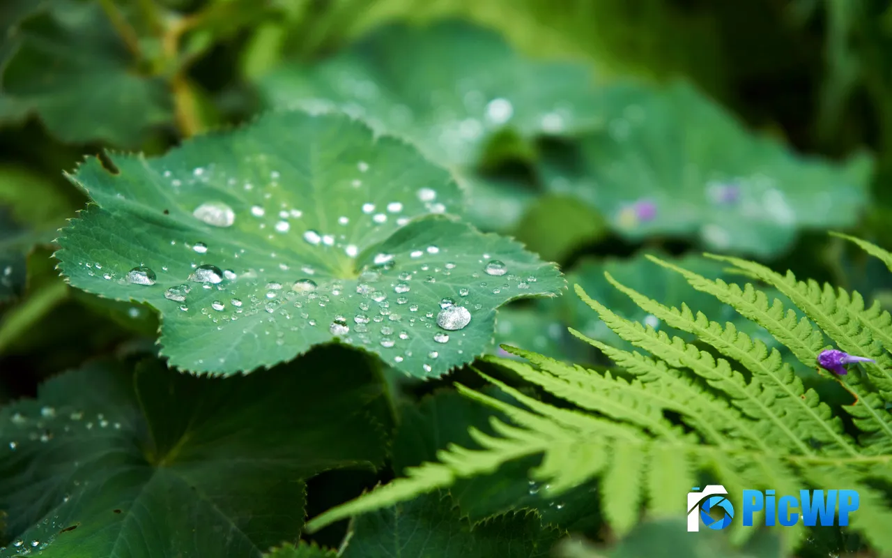 Jungle Fresh Green Leaves Water Drops Ferns 5K PC Wallpaper
