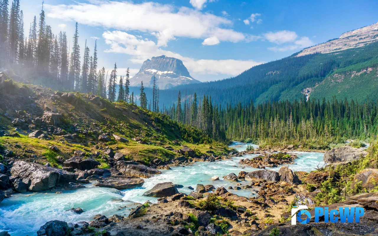 Forest Valley River Yoho National Park Canada 5K PC Wallpaper
