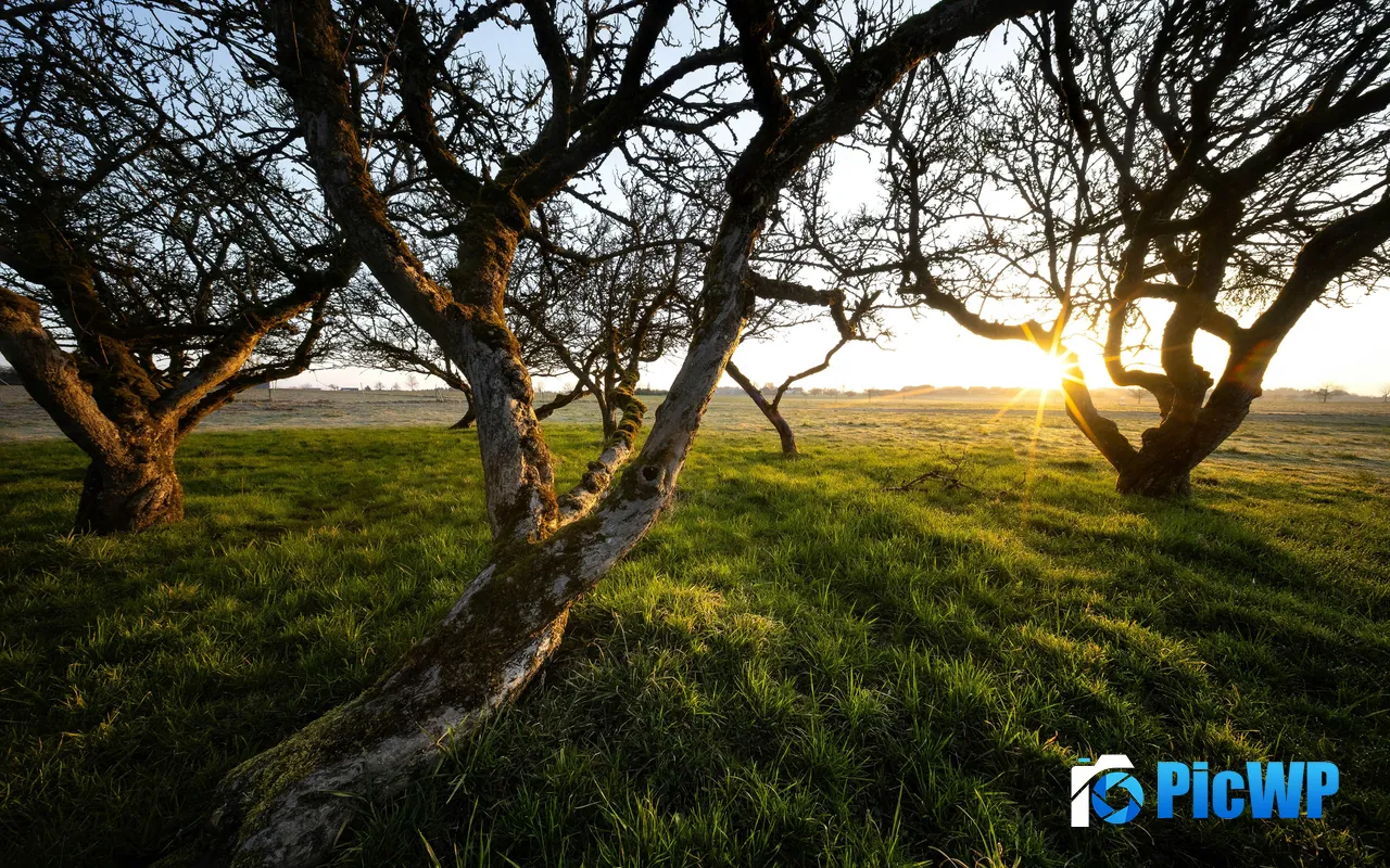 Schweiz Spring Sunrise Sunlight Green Grass Forest 5K PC Wallpaper