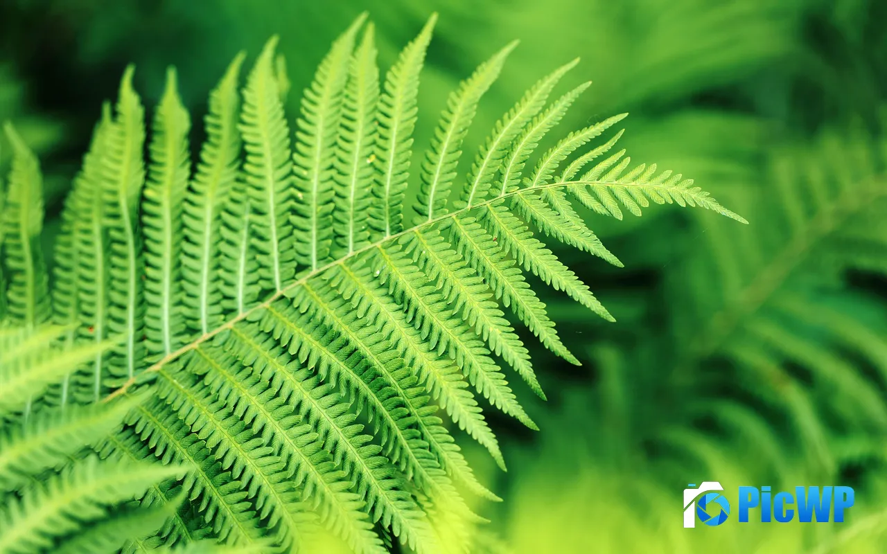 Fern Green Fresh Cylburn Arboretum Baltimore USA 5K PC Wallpaper