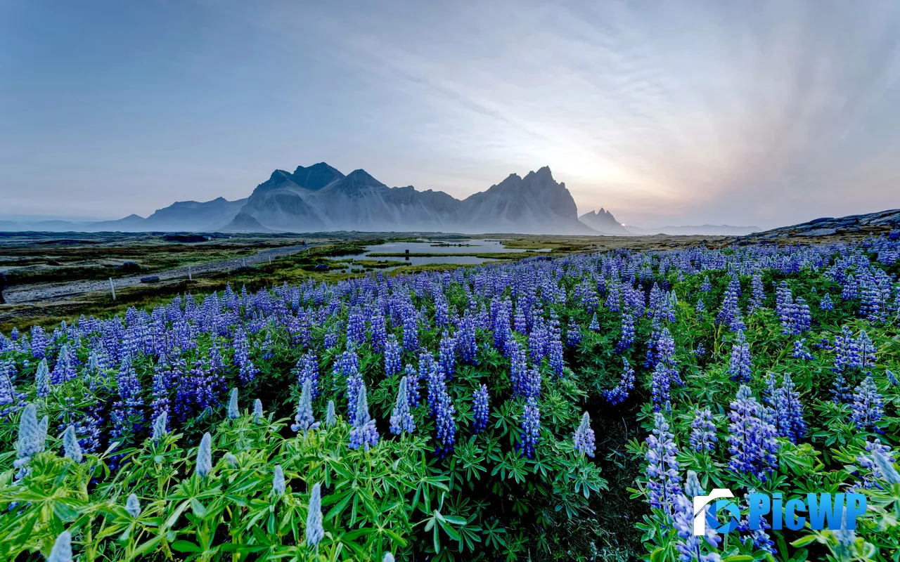 Travel Mountains Blue Irises Flower Fields Iceland 5K PC Wallpaper
