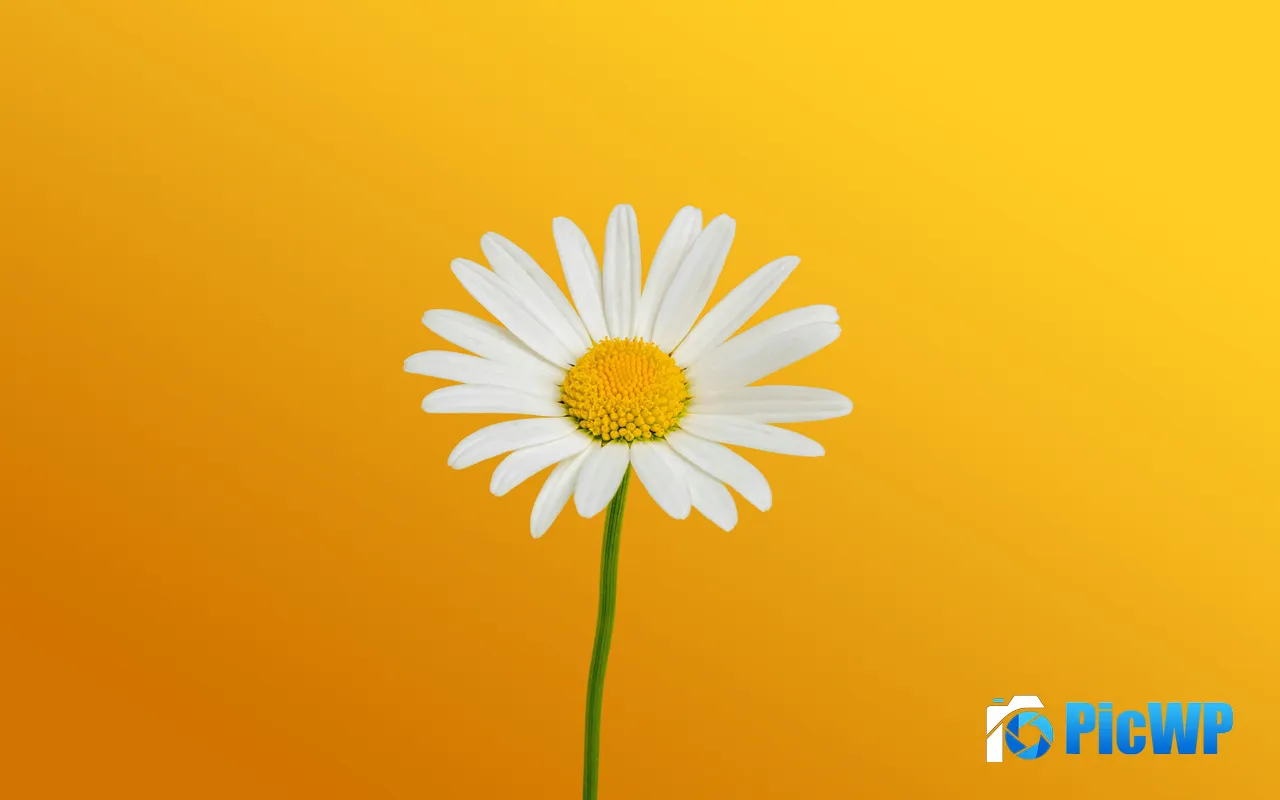 Bern Switzerland Daisy 2026 Spring Flower Plant 5K PC Wallpaper