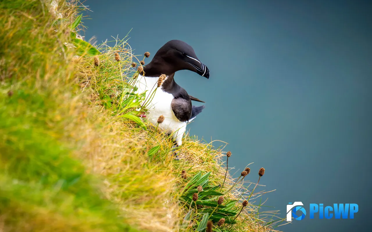A Razorbill Bird Perched Grassy Cliff 5K PC Wallpaper