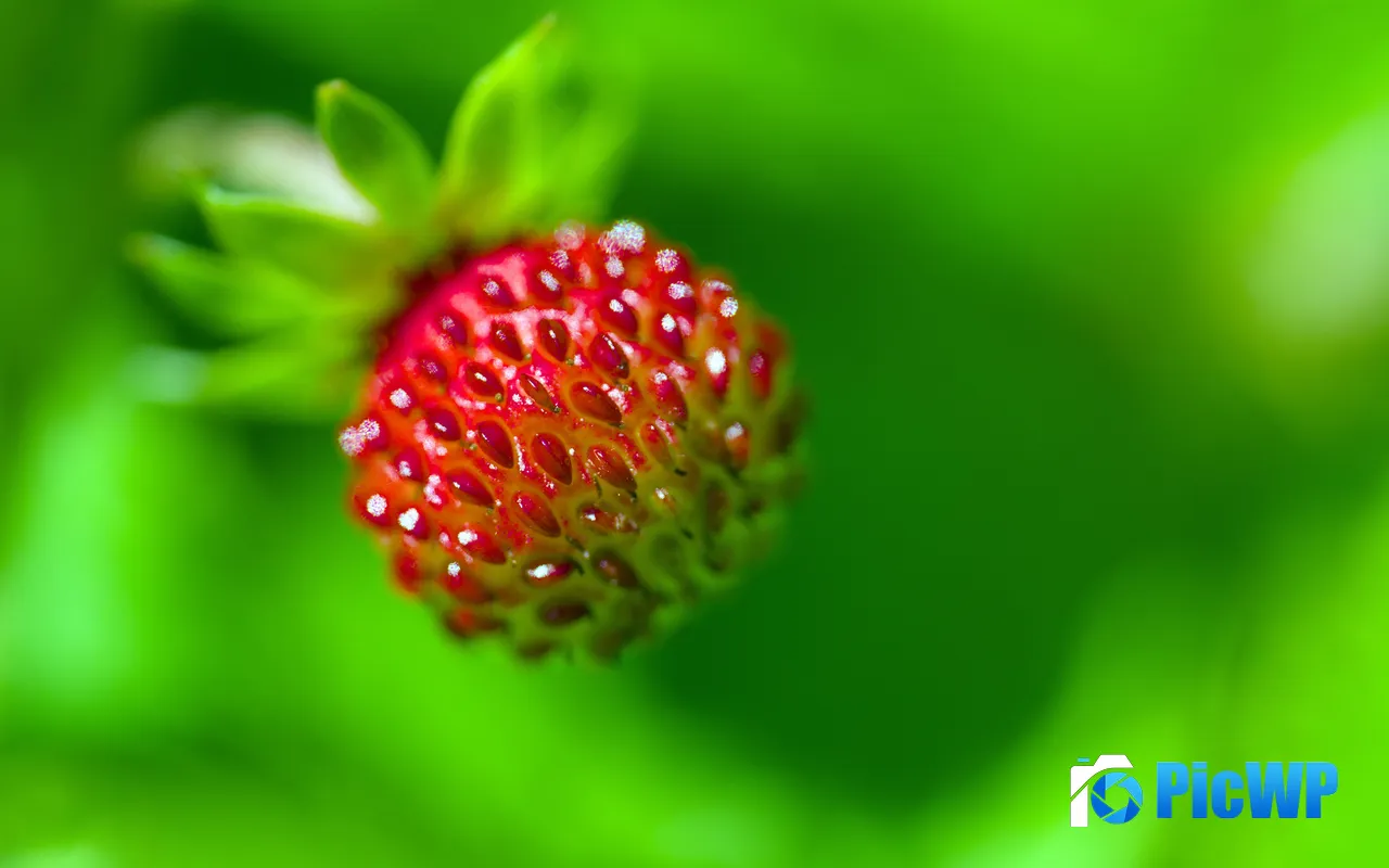 Strawberry Berry Seeds Plant Green Fresh 5K PC Wallpaper