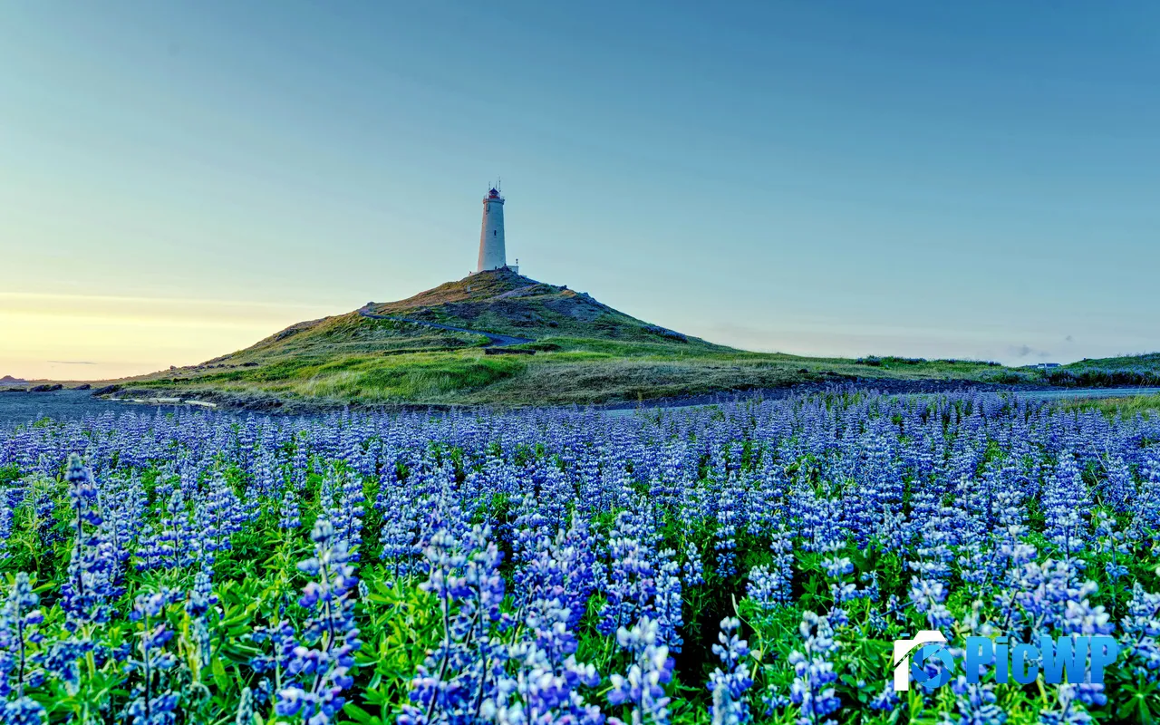Mountains Blue Irises Flower Fields Lighthouse Iceland 5K PC Wallpaper