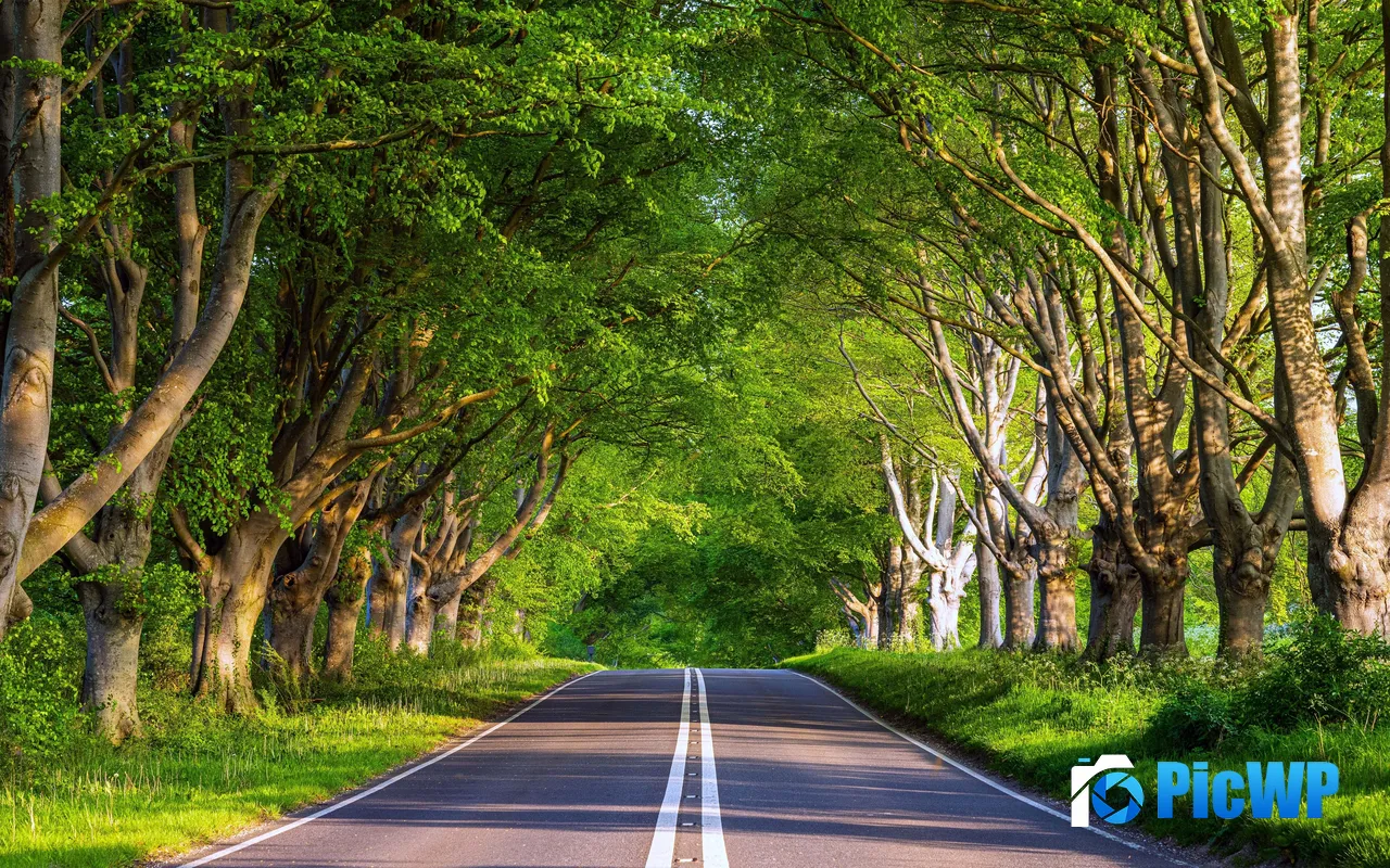 Summer Travel Road Green Trees Fresh Sunlight 5K PC Wallpaper