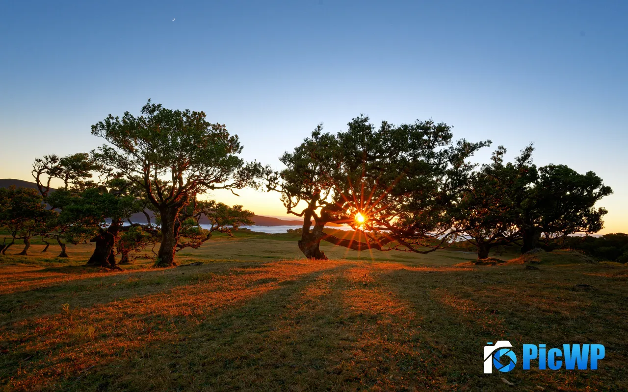 Sunrise Fanal Forest Station Porto Moniz Portugal 5K PC Wallpaper