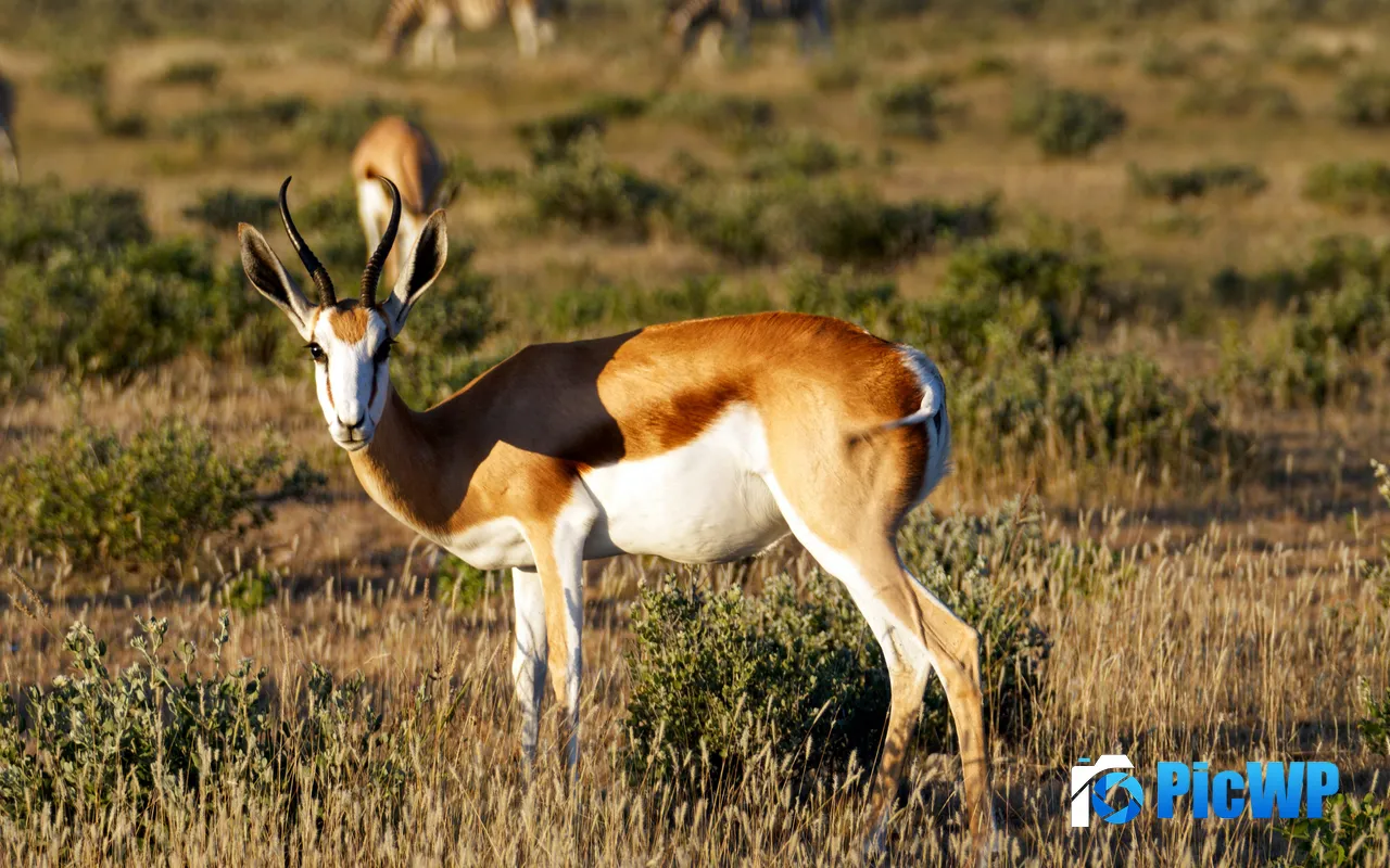 Buck Sunshine Prairie Etosha National Park Namibia 5K PC Wallpaper