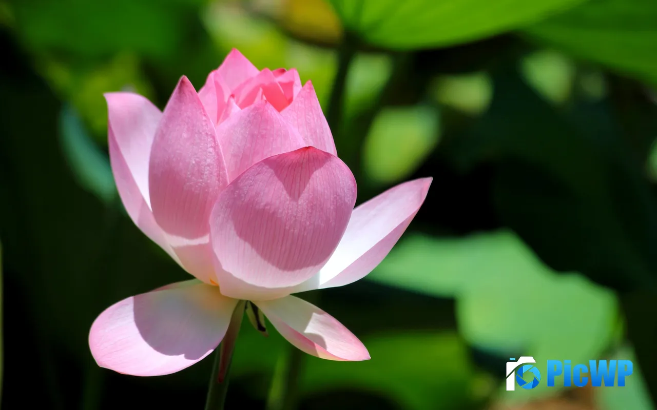 Summer Pink Lotus Flowers <font color=red>Petal</font>s China 5K PC Wallpaper