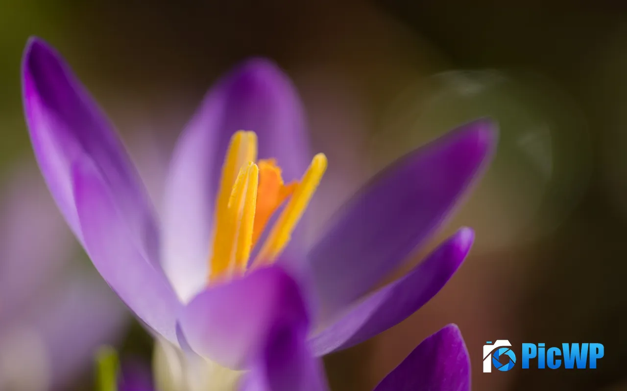 Purple Crocus Macro Flowers <font color=red>Plan</font>t Spring 5K PC Wallpaper