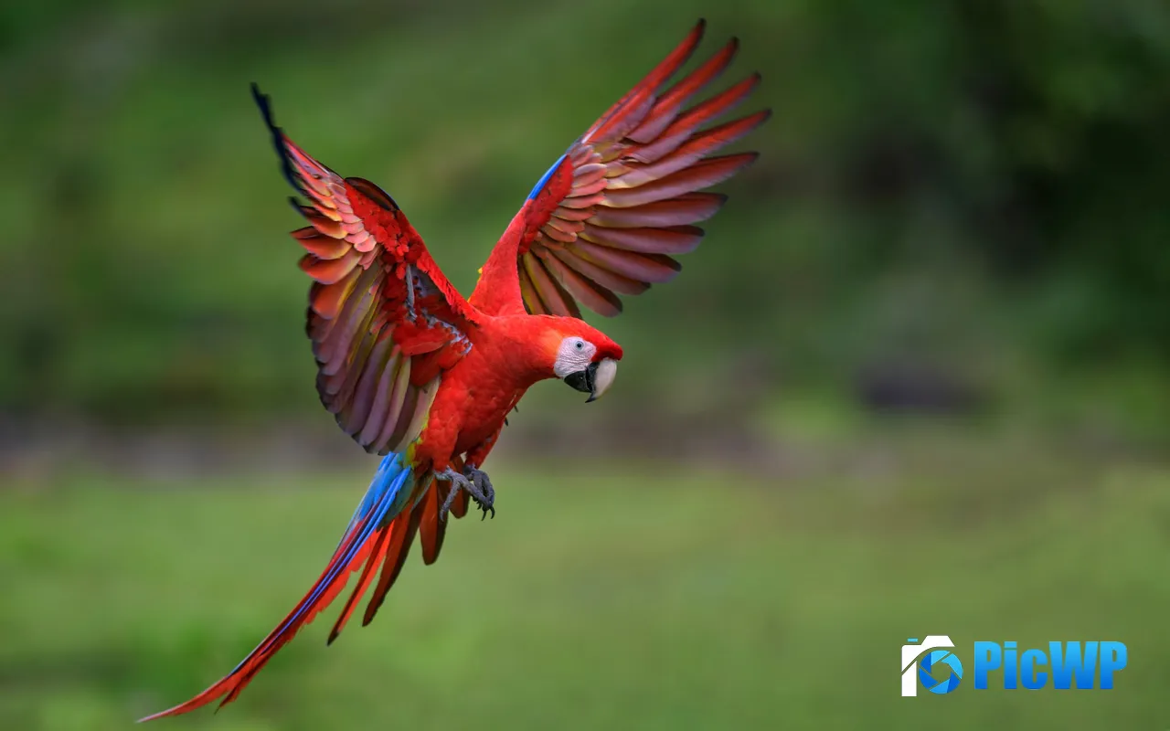 Macaw Bird Parrot Flight Amazon Jungle Brazil 5K PC Wallpaper