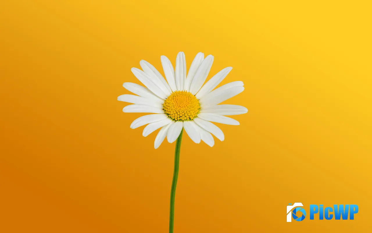 White Daisies Wild Flower Plant Closeup 5K PC Wallpaper