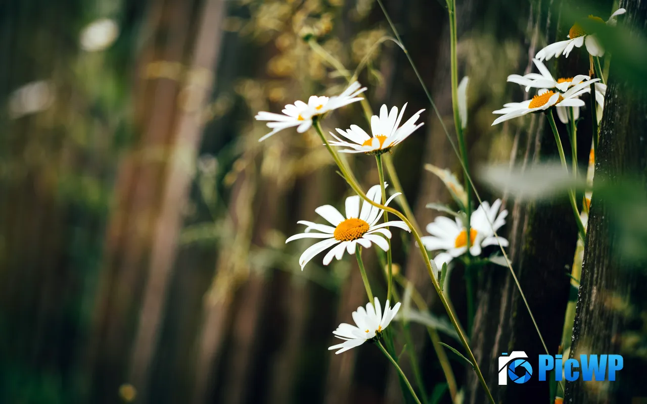 White Daisies Jungle Wild Flower Plant 5K PC Wallpaper