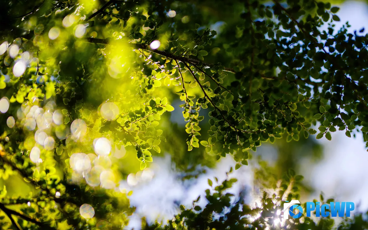 Springtime Bright Sunshine Greenery Leaves Close up 5K PC Wallpaper