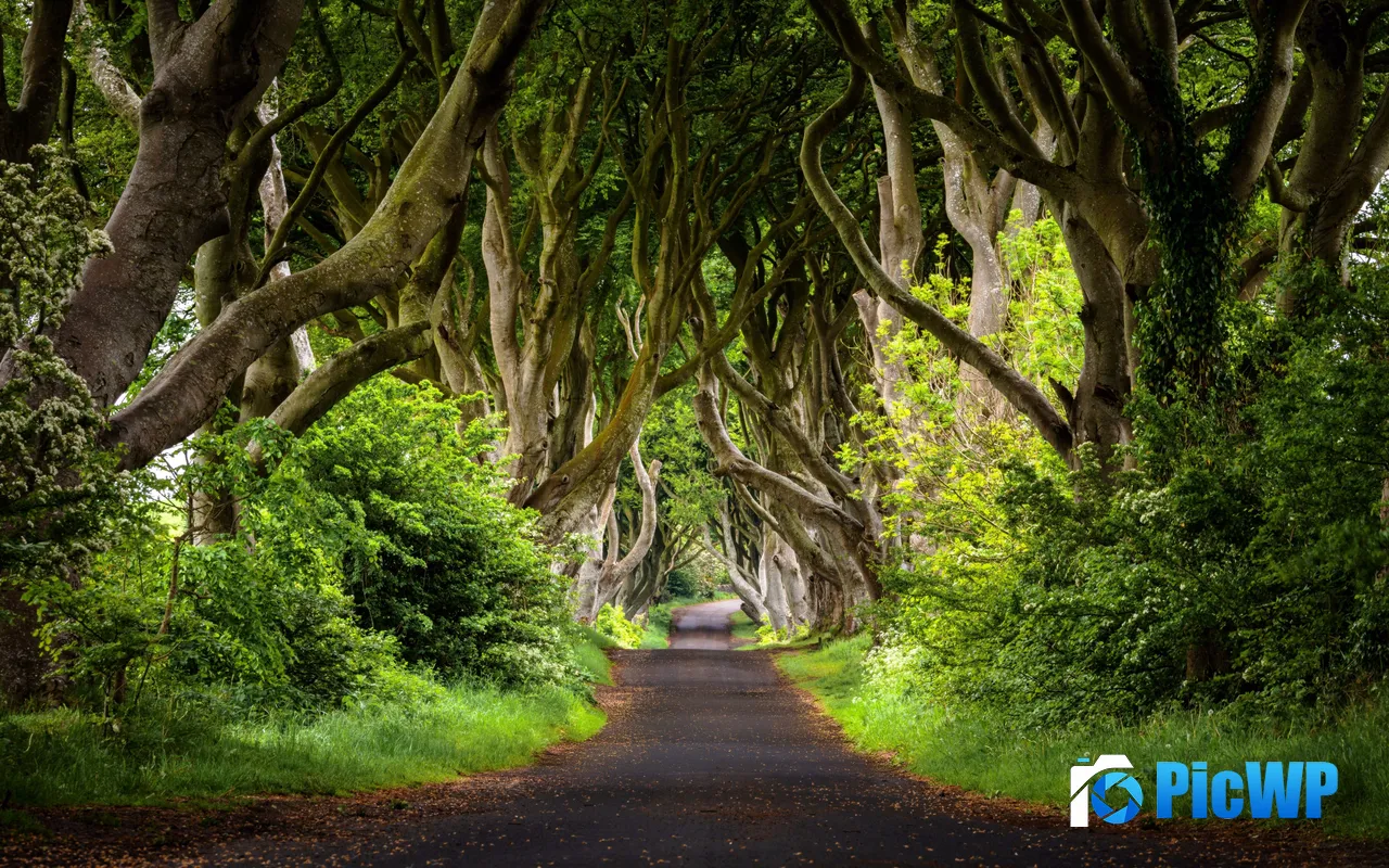 <font color=red>Green</font> Forest Road Trees Tunnel Journey Spring 5K PC Wallpaper