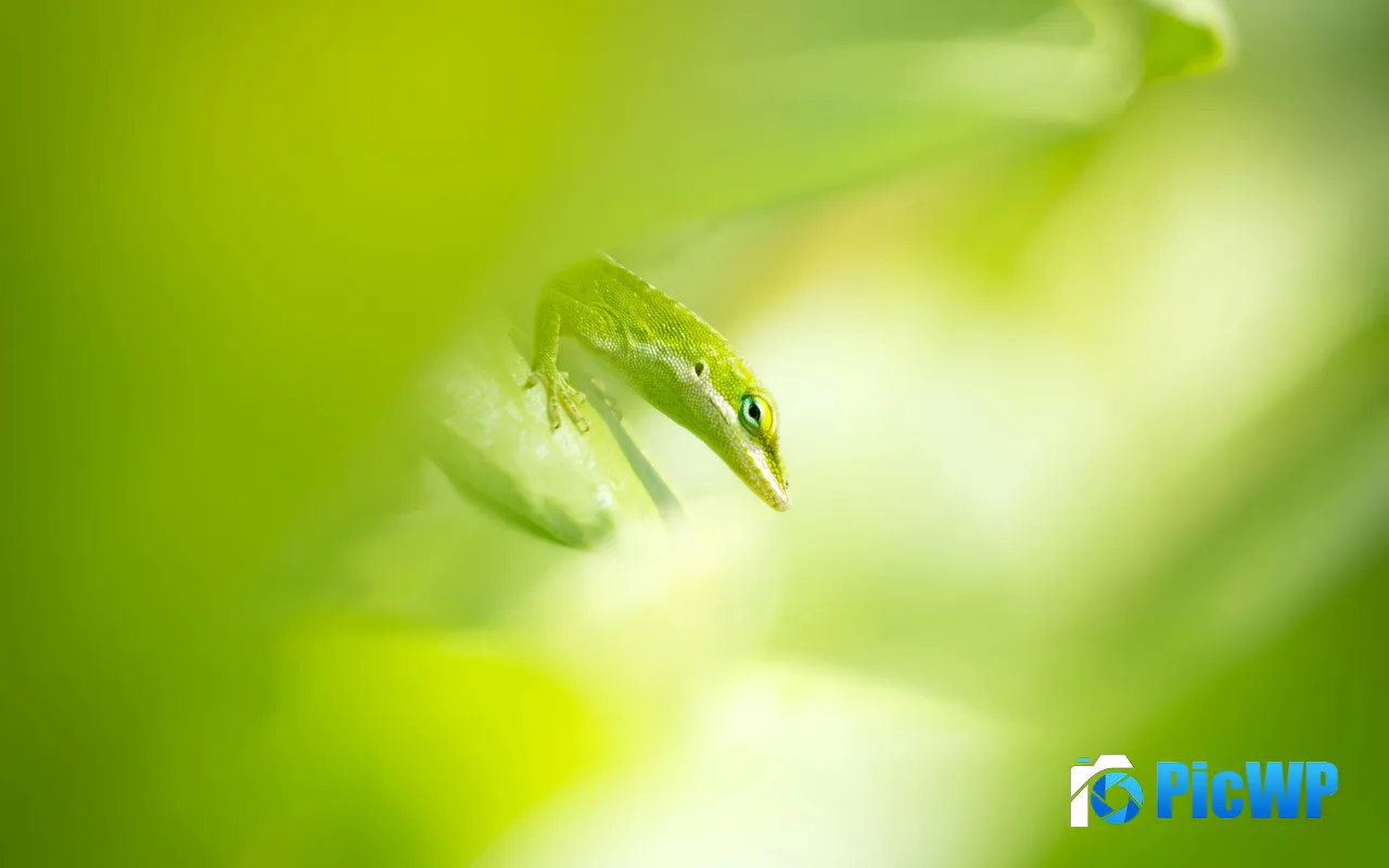 <font color=red>Green</font> Anole Morning Big Island Hawaii USA 5K PC Wallpaper