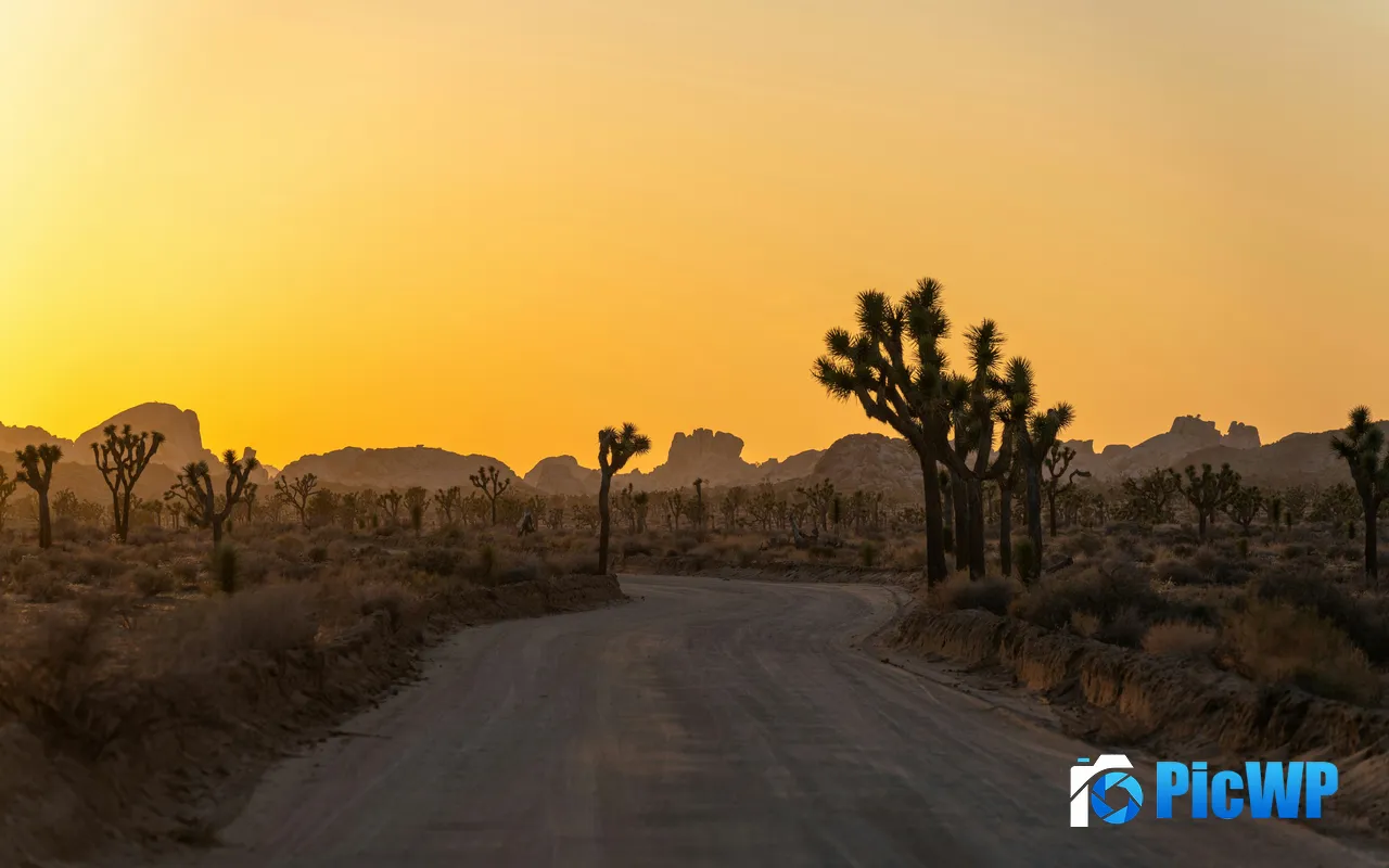Sunset Road Joshua Tree National Park California USA 5K PC Wallpaper