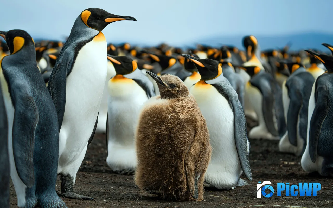 Cute King Penguin Falkland Islands Antarctica 5K PC Wallpaper