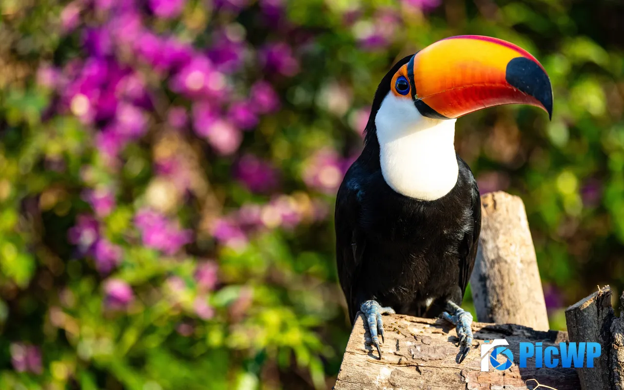 Amazon Toucan Tropical Rainforest Wildlife 5K PC Wallpaper