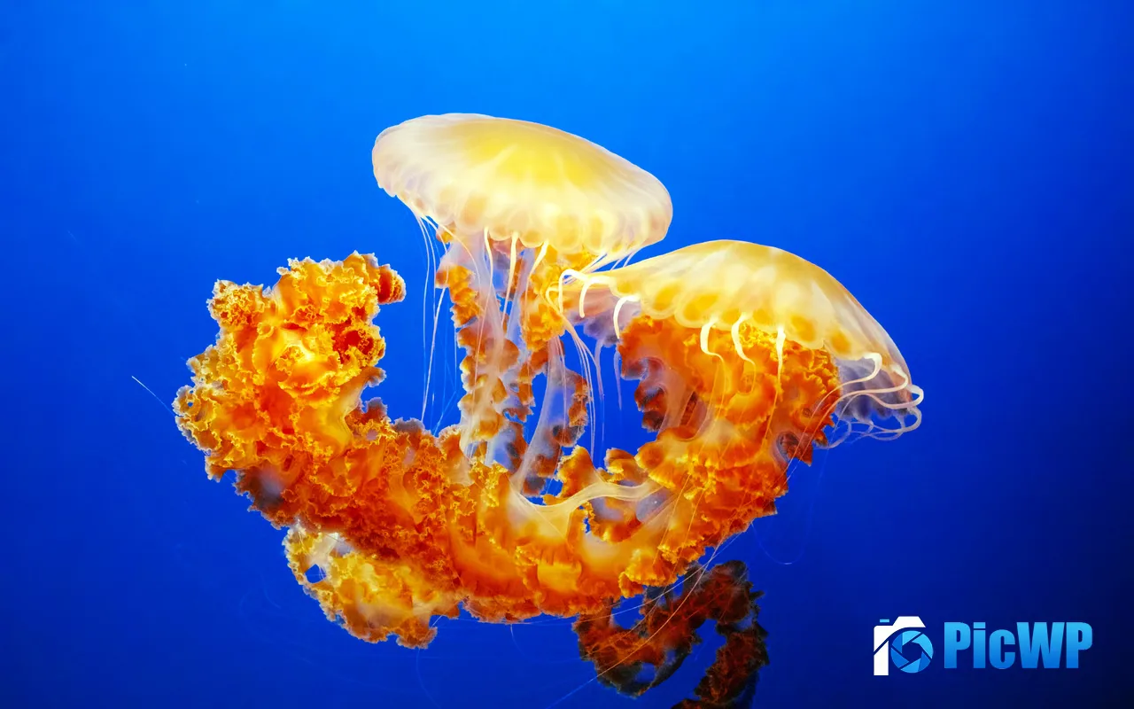 Jellyfish Monterey Bay Aquarium Monterey USA 5K PC Wallpaper