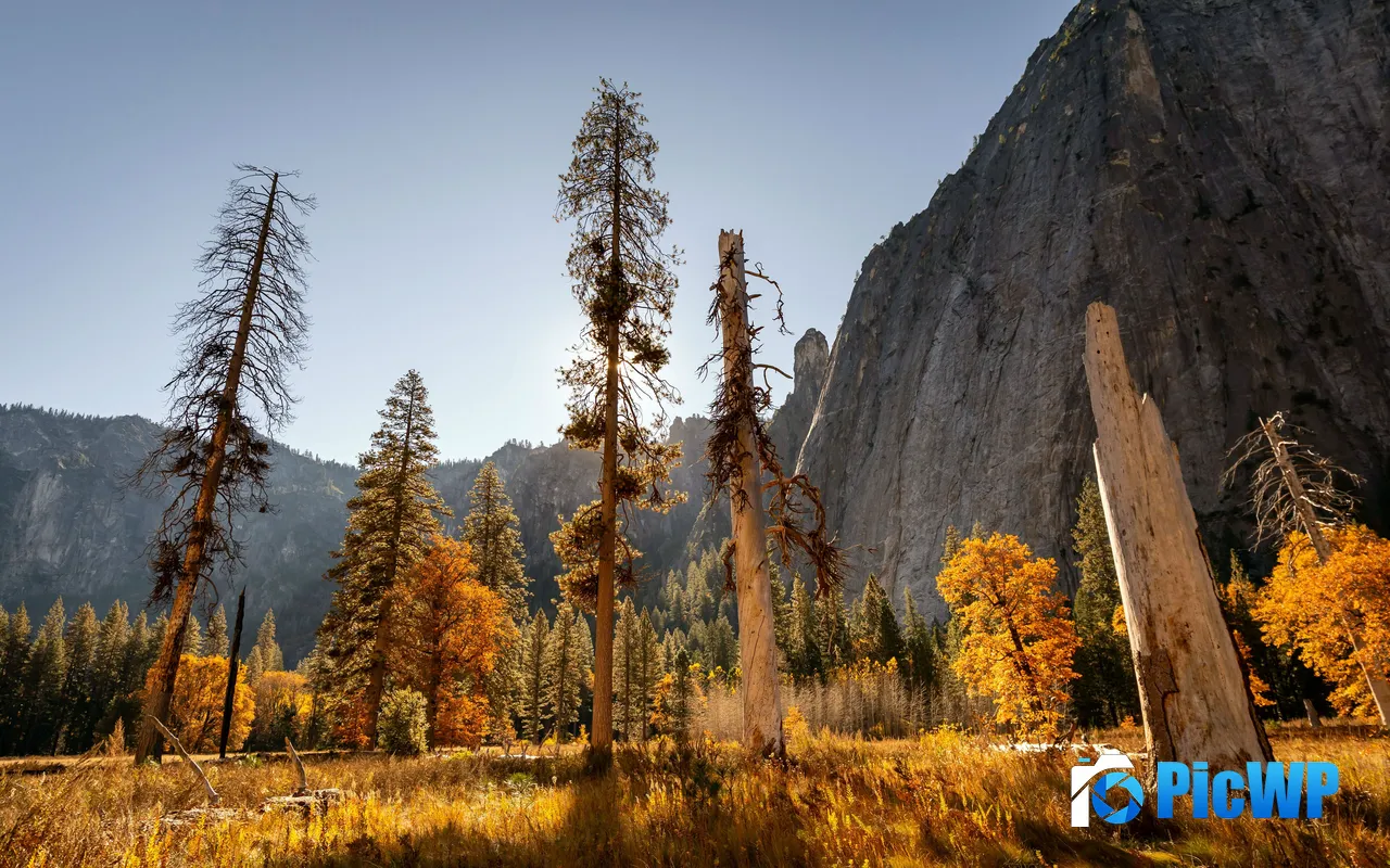 Autumn SunShine Gold Trees Mountain Yosemite USA 5K PC Wallpaper