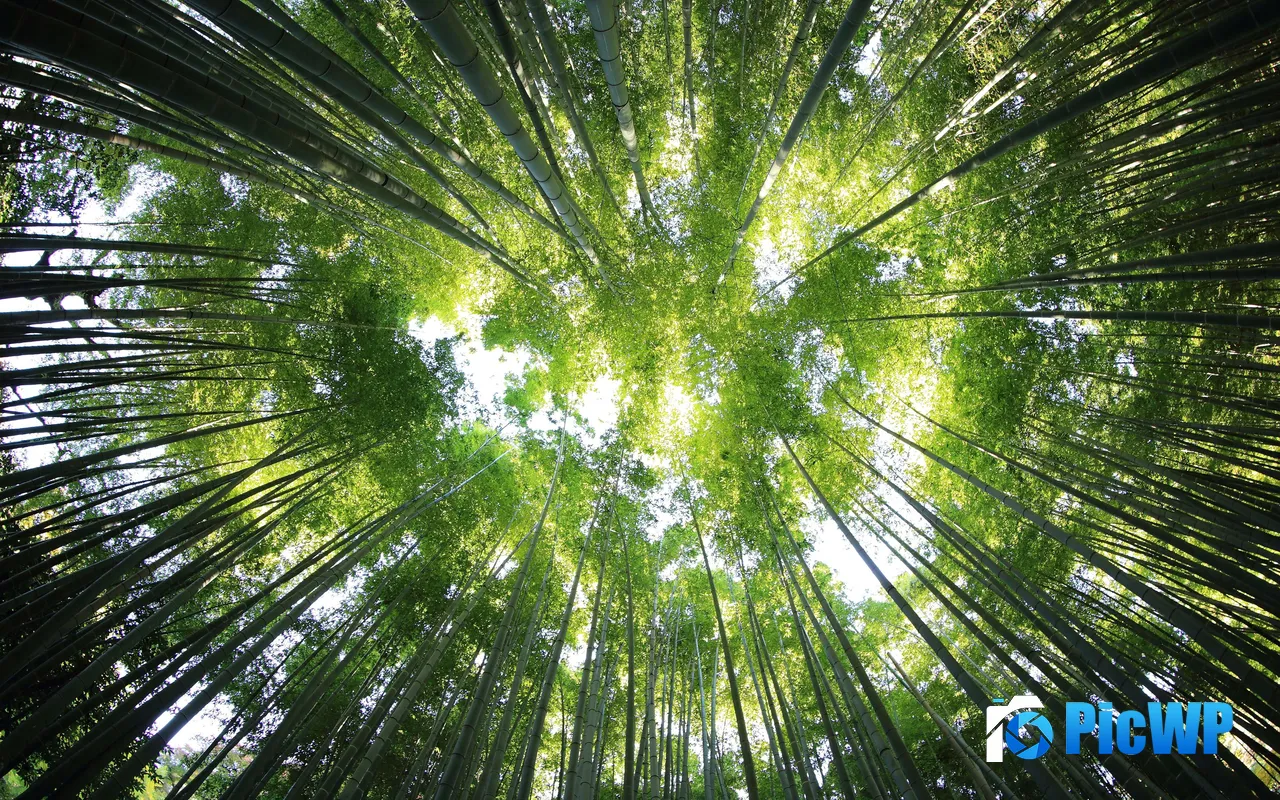 Fresh Bamboo Green Leaf Jungle Sunlight 5K PC Wallpaper