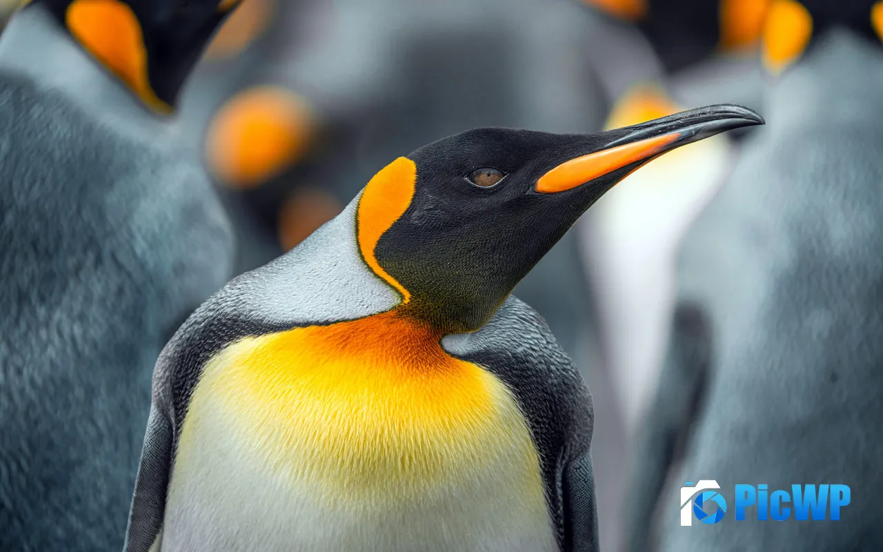 Emperor Penguin Antarctica Falkland Islands Animals 5K PC Wallpaper