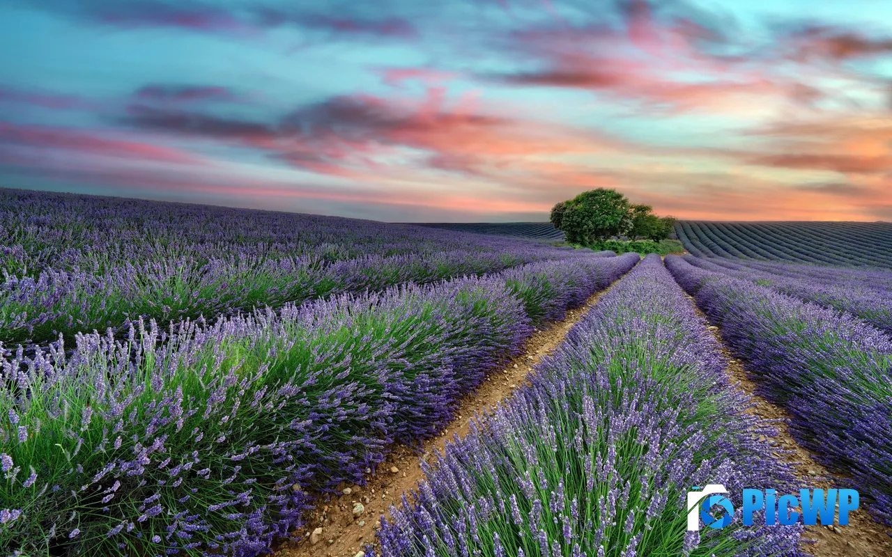 Beauty Lavender Sunset Landscapes France Provence 5K PC Wallpaper