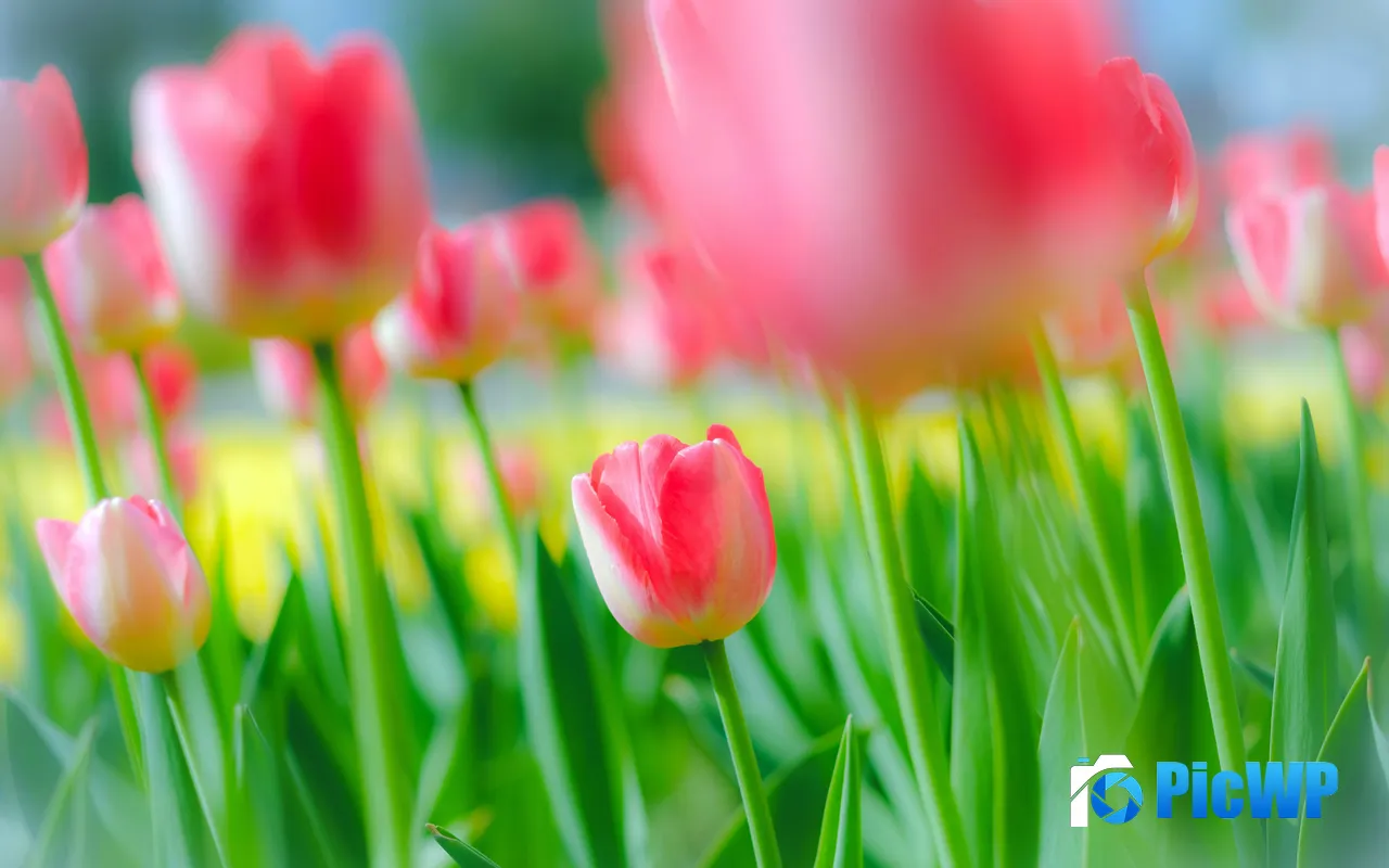 Pink Tulips 2025 Mothers Day Bright Flowers 5K PC Wallpaper