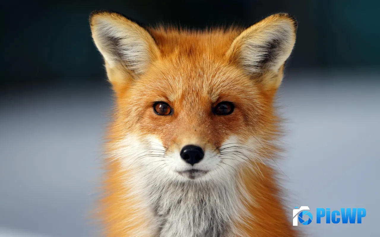 Cute Red Fox Portrait Nature Animals Close Up 5K PC Wallpaper