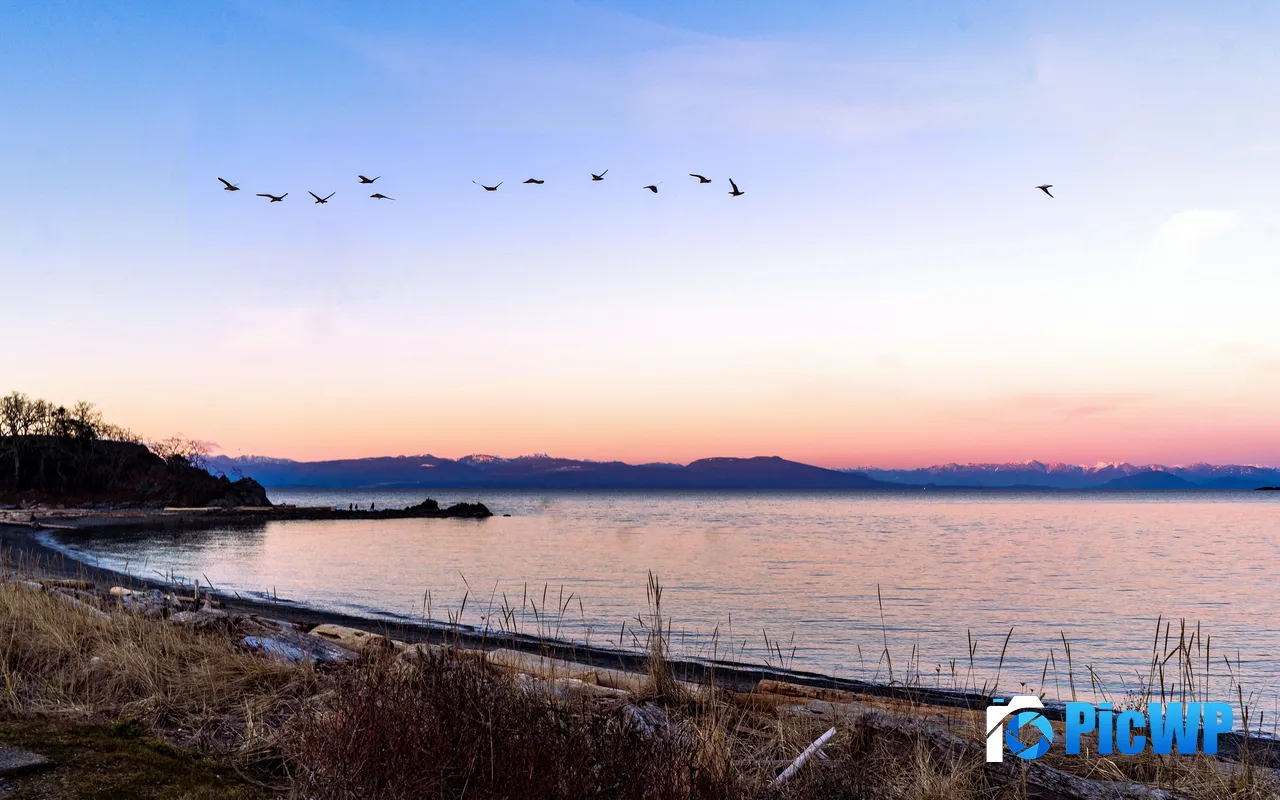 Lake shore Flock of birds Dusk Sunset Kristianopel Sweden 5K PC Wallpaper